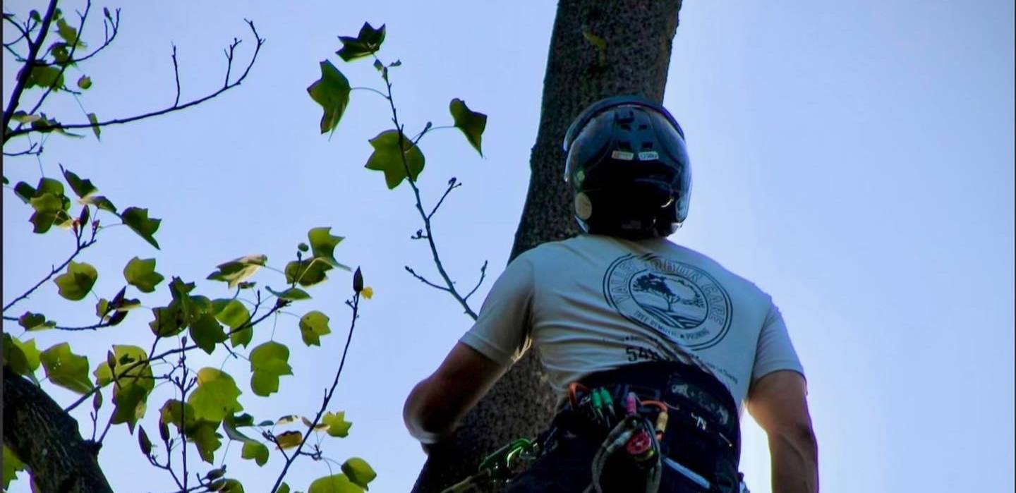 Tree Removal
