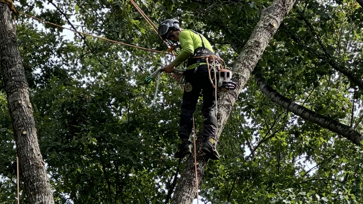 Tree Pruning vs. Tree Trimming vs. Tree Removal: What’s The Difference?