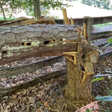Tree Decay: Signs, Prevention & Treatment Guide