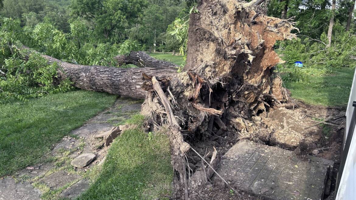 Fallen Tree on Your Property? Here’s What to Do!
