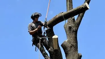 Tree Felling Services in Warrenton, VA