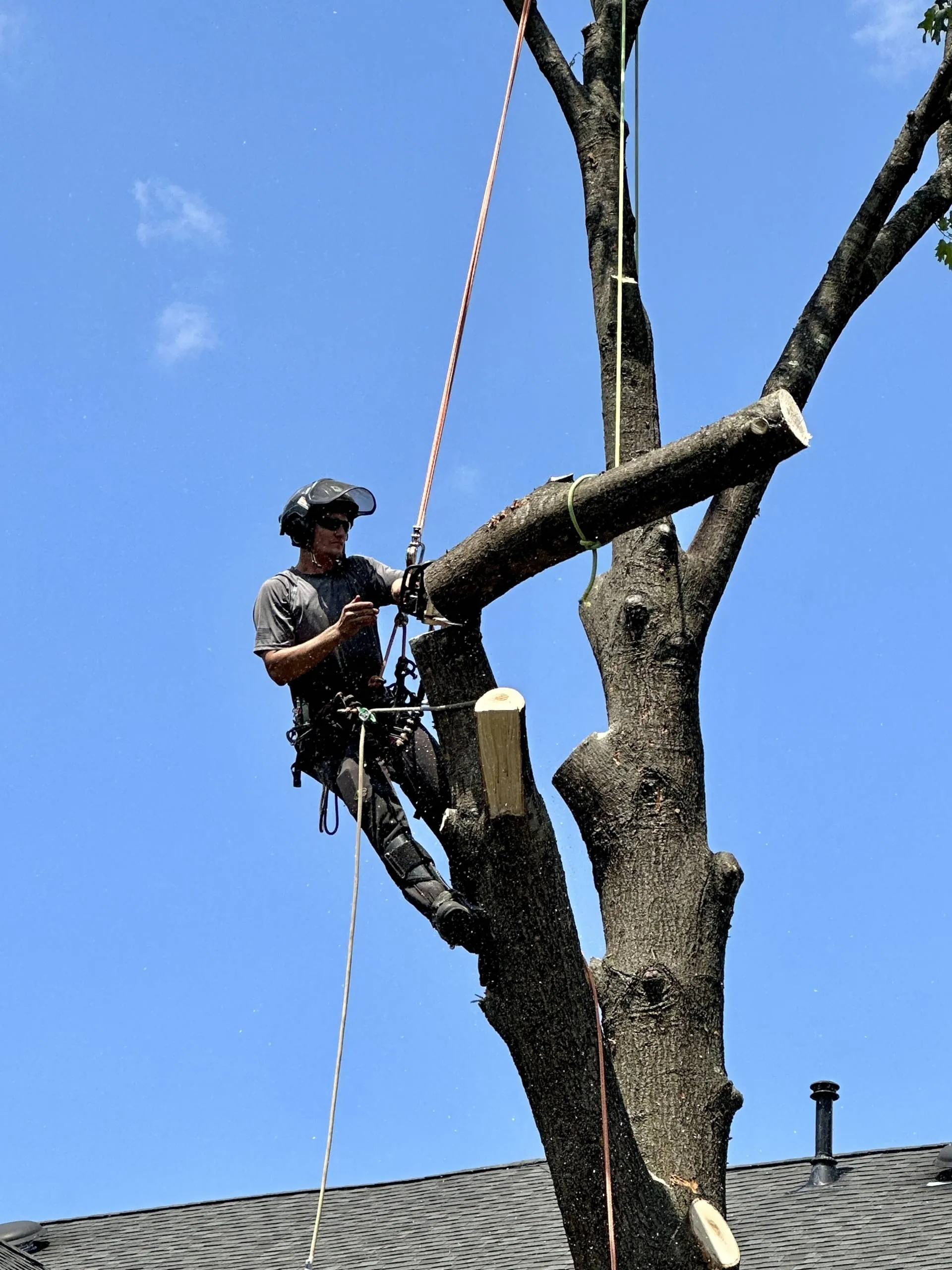 Tree Felling Services in Warrenton, VA