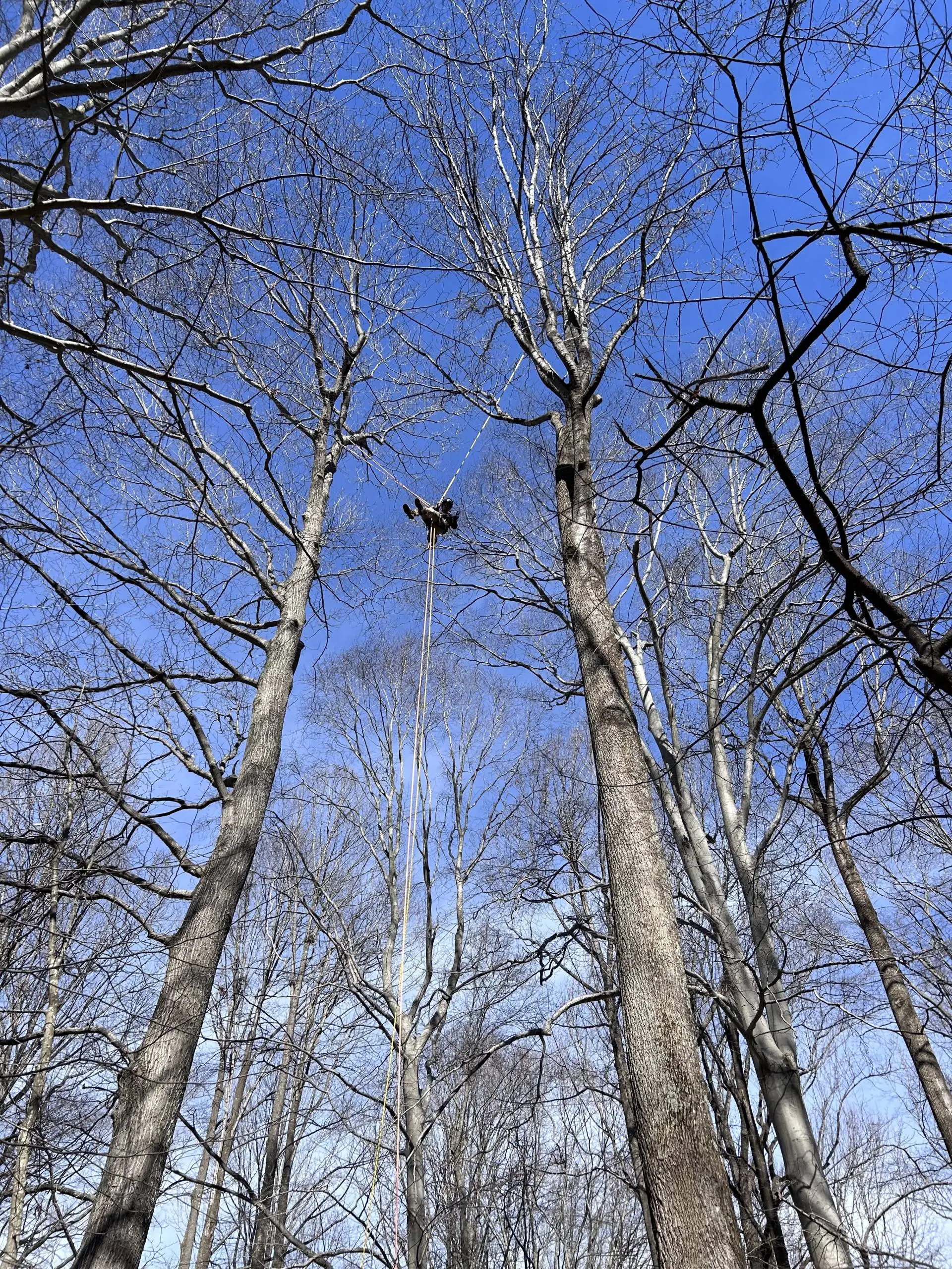 Professional tree trimming Warrenton VA service enhancing landscape appearance