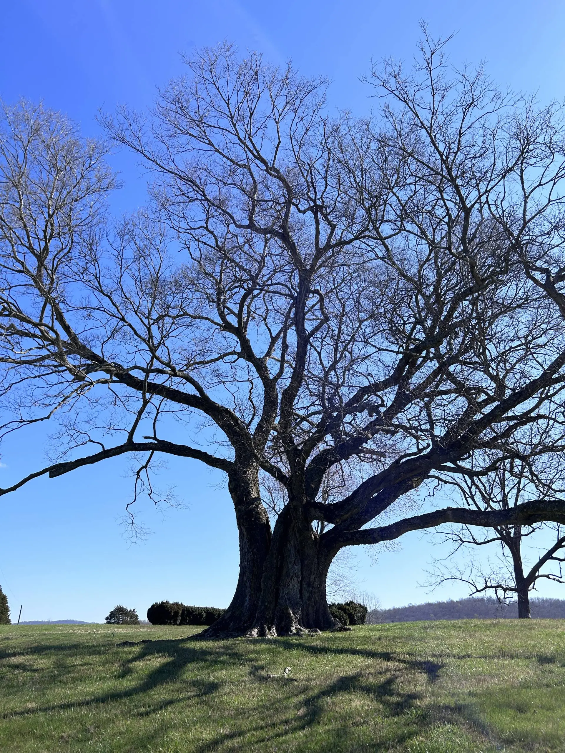 Expert team providing tree trimming Warrenton VA for residential properties