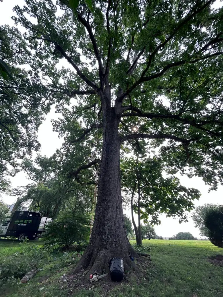 In this blog post, we explore the importance of winter pruning – a strategic and often misunderstood practice that plays a vital role in nurturing the health and vitality of our urban trees.
