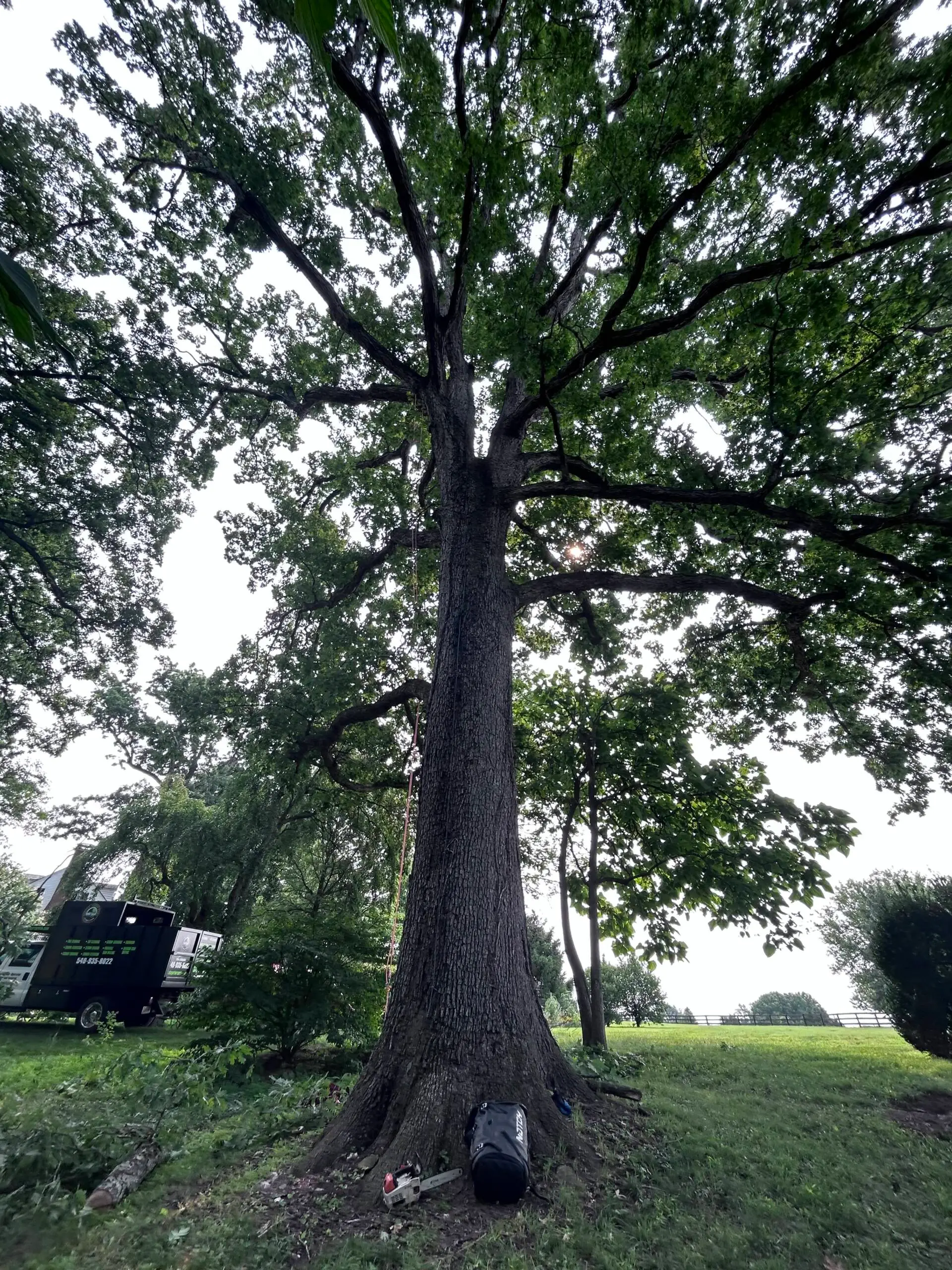 Why Winter Pruning Matters