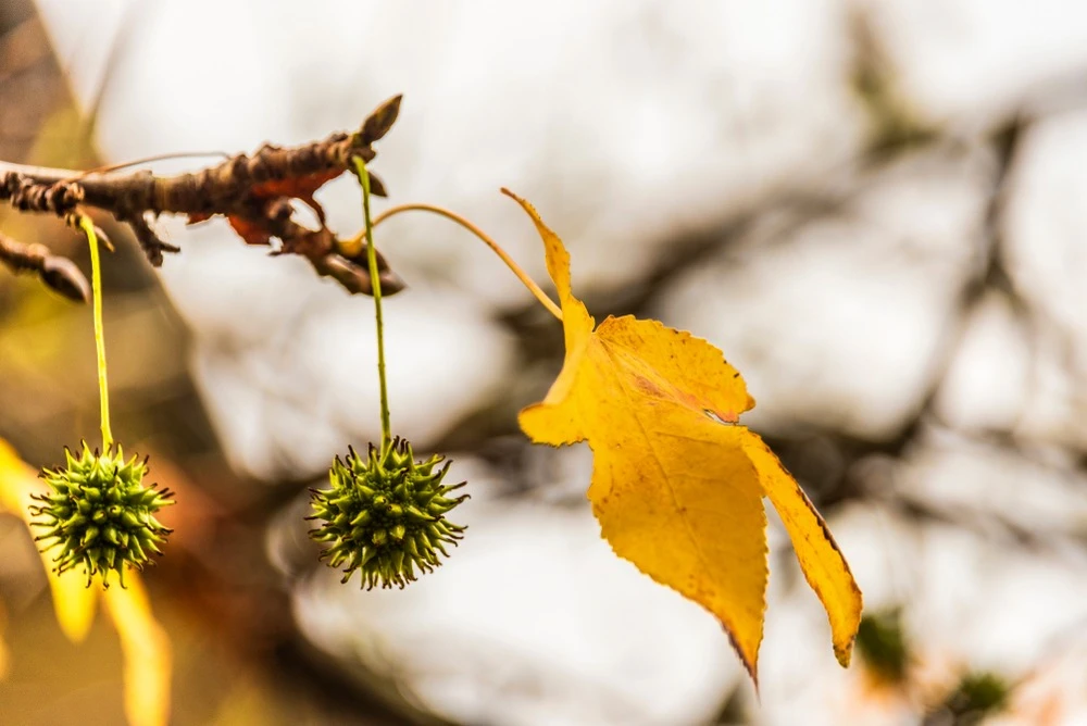 sweet gum tree balls