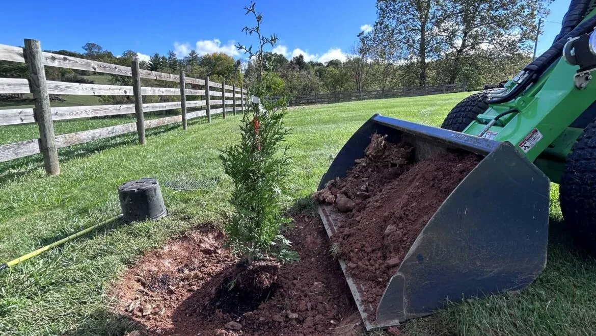 Navigating the Seasons: The Best Time to Plant Trees in Virginia