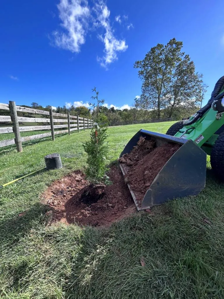 Tree Felling Services