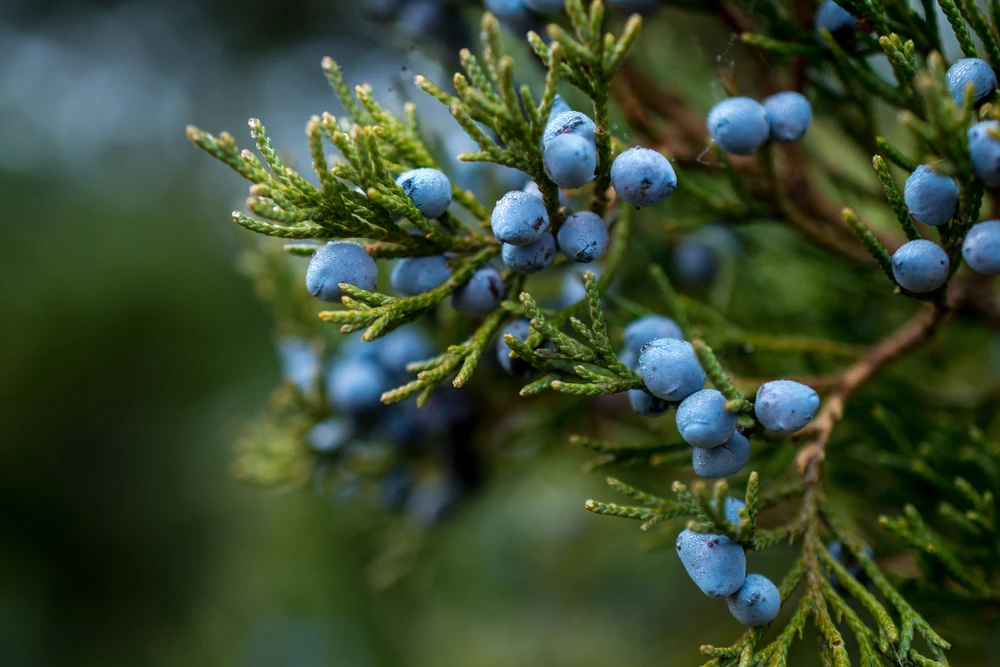 Juniper Tree