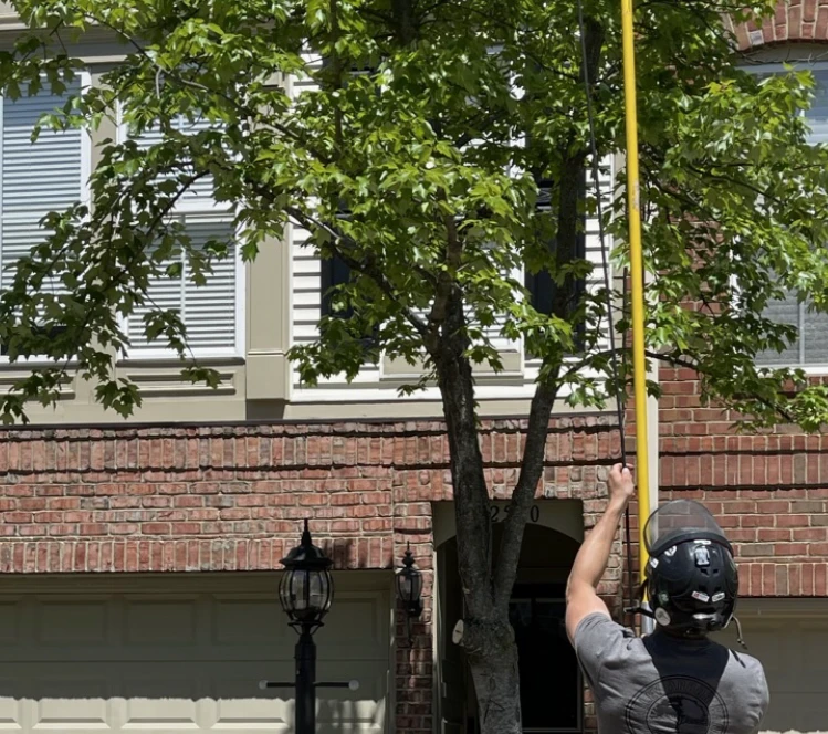 Professional Tree Pruning