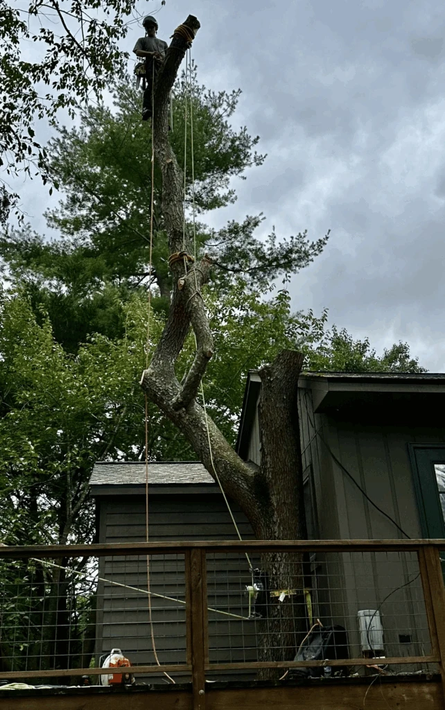 Tree Removal Services