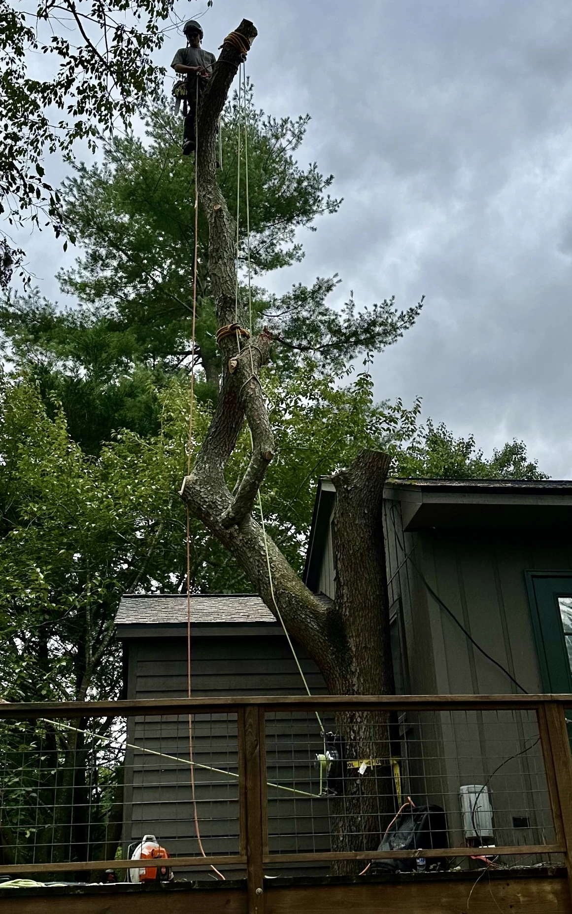 Tree Removal Services – Why You Should Leave it to the Pros