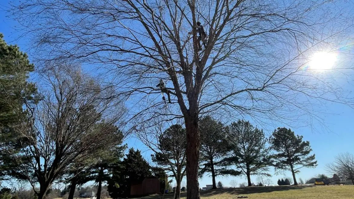 Why Hiring a Tree Trimming Service Company is a Smart Investment