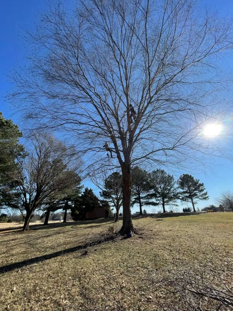 Tree Trimming Service Company