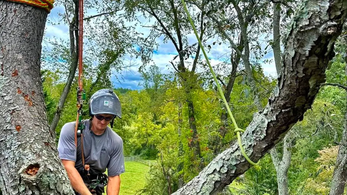 Why You Need a Tree Trim Service