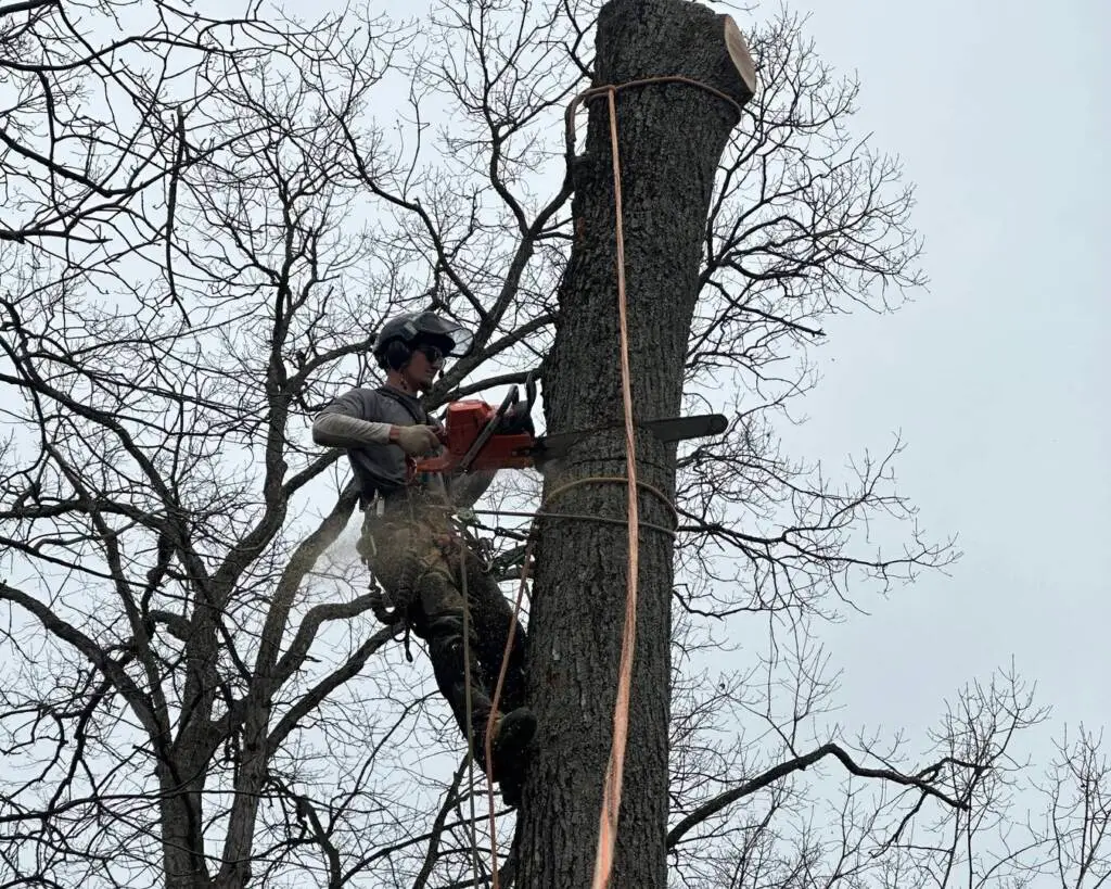 How to Know if a Tree is Dead