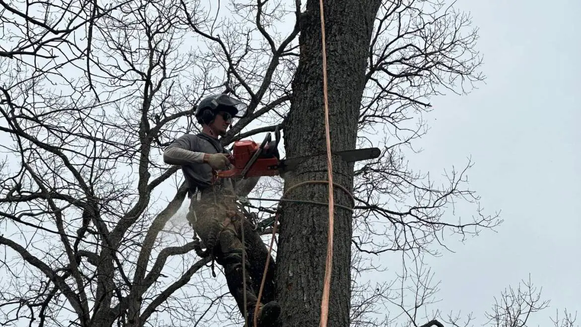How to Know if a Tree is Dead