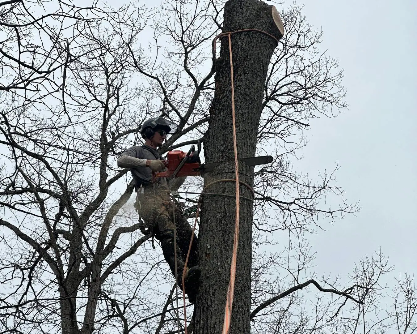 How to Know if a Tree is Dead