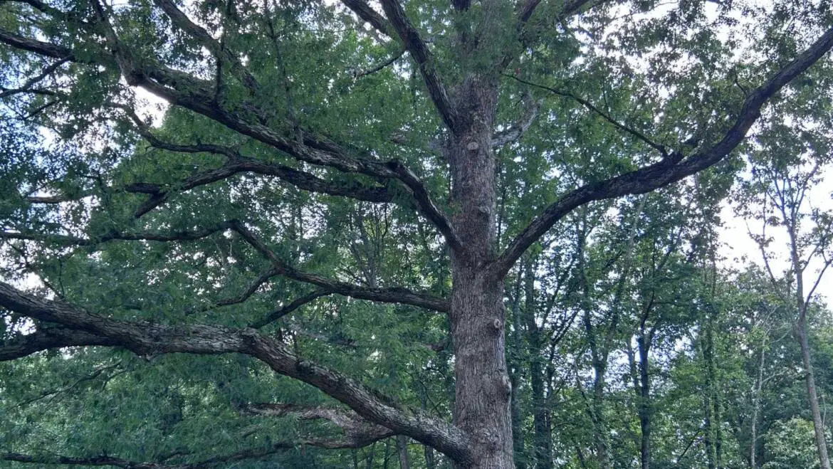 Best Time to Prune Trees