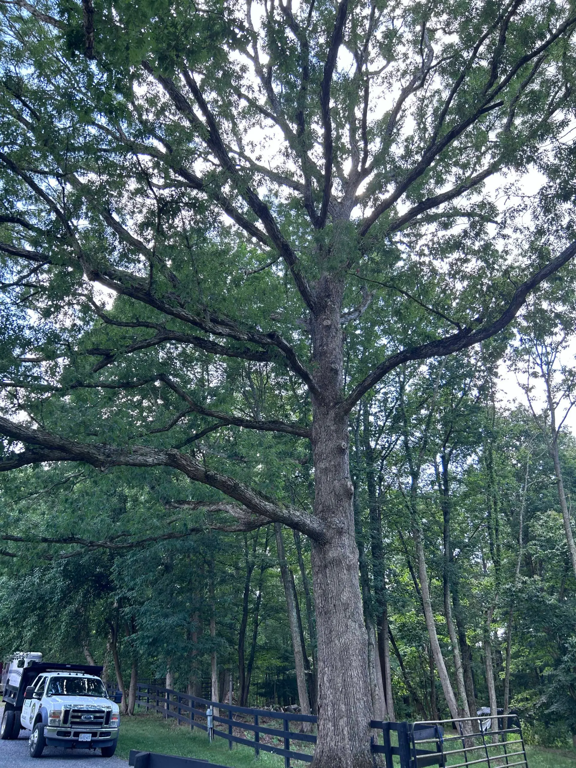 Best Time to Prune Trees