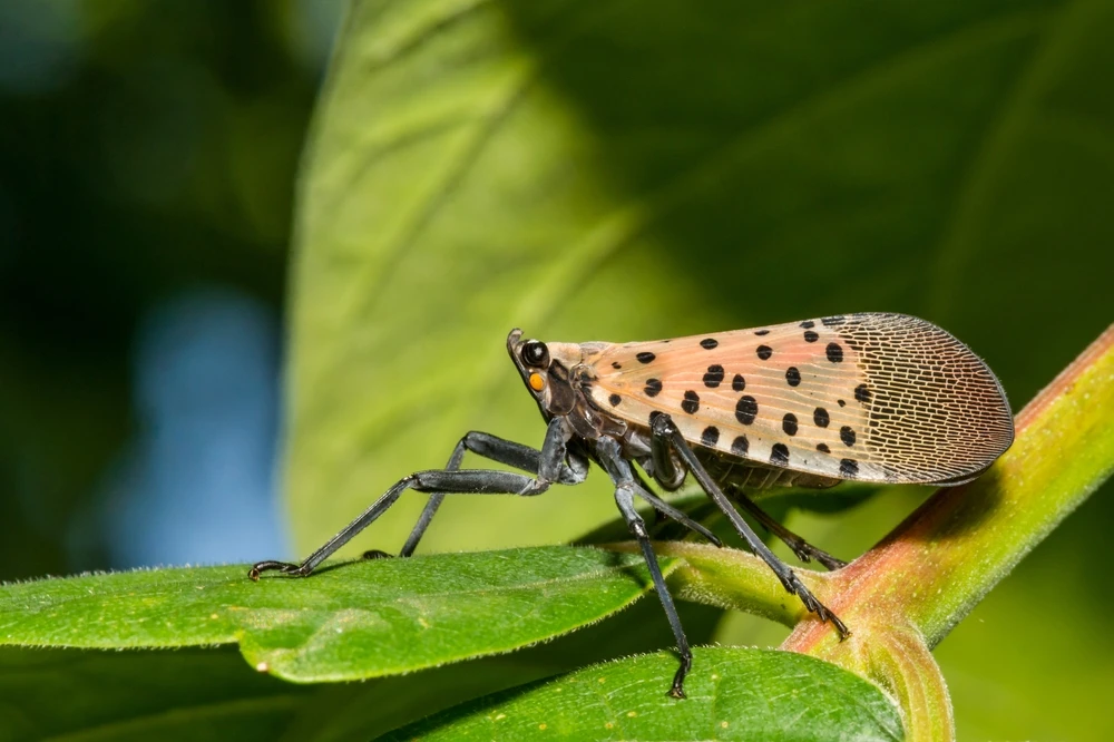 Suspect a Tree Pest or Insect Infestation