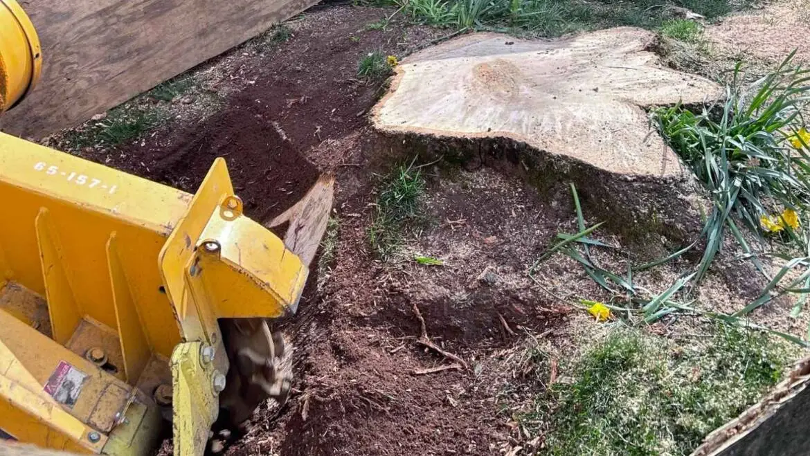 How to Remove Old Tree Stumps