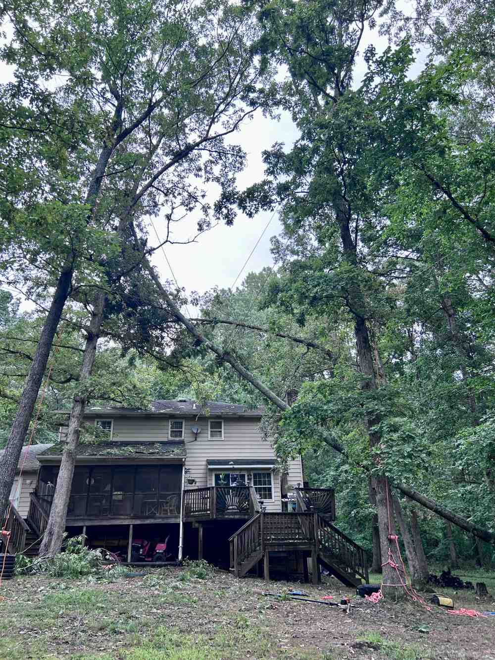 What is a Tree Inspection and Why Do You Need One?