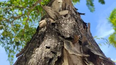 Second Chances: How to Revive a Tree Stressed by Frost Damage