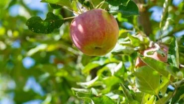 Storm Damage Tree Cleanup: Helping Fruit Trees Recover After Heavy Rains