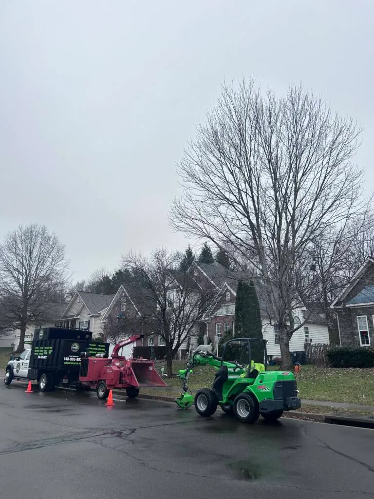 Professional tree services in Culpeper