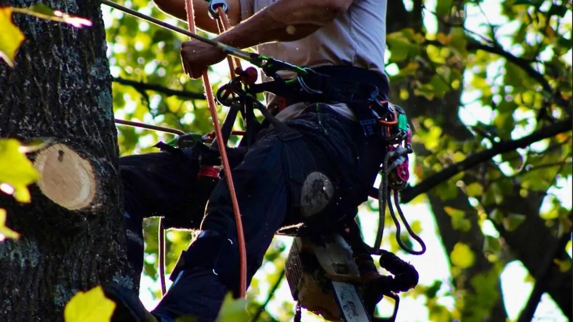 4 Benefits of Stump Grinding After Emergency Tree Removal in Warrenton, VA