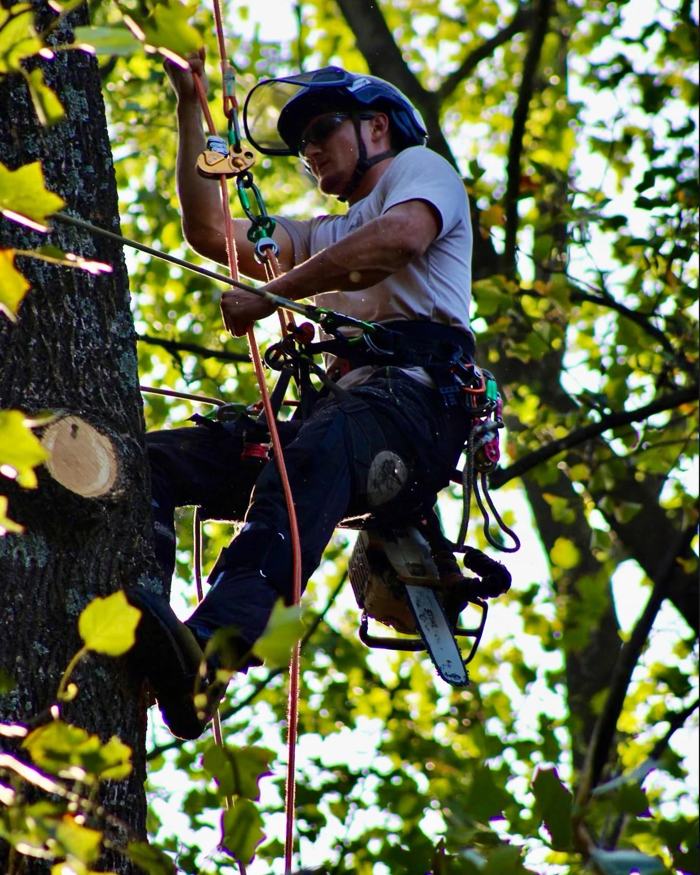 4 Benefits of Stump Grinding After Emergency Tree Removal in Warrenton, VA