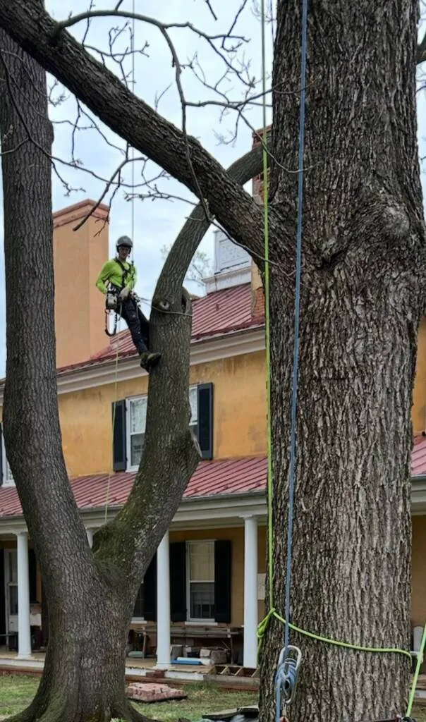 Tree Services in Warrenton, VA