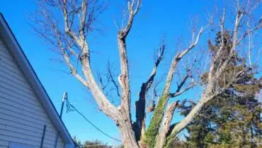 Tree Topping vs Crown Reduction: Which Is Better for Your Tree?