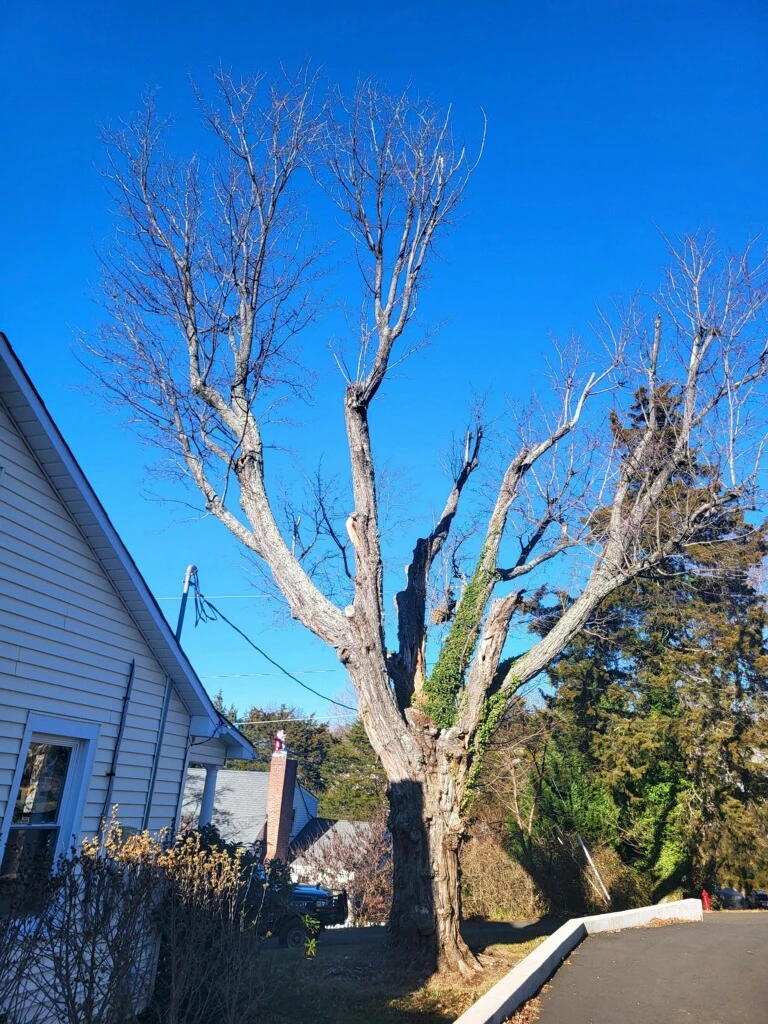 Tree Topping vs Crown Reduction: Which Is Better for Your Tree?