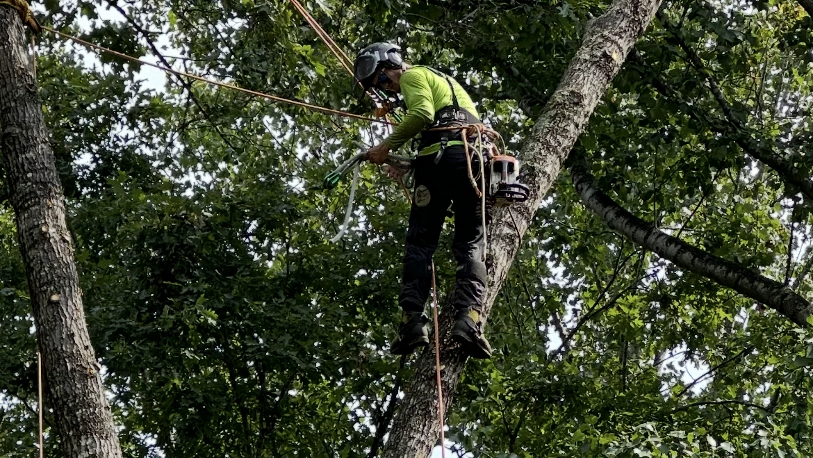 Tree Pruning vs. Tree Trimming vs. Tree Removal: What’s The Difference?