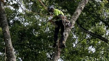 Tree Pruning vs. Tree Trimming vs. Tree Removal: What’s The Difference?