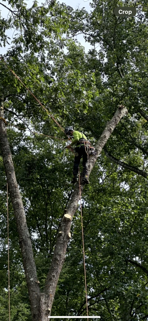 ree Pruning vs. Tree Trimming vs. Tree Removal: What’s The Difference?