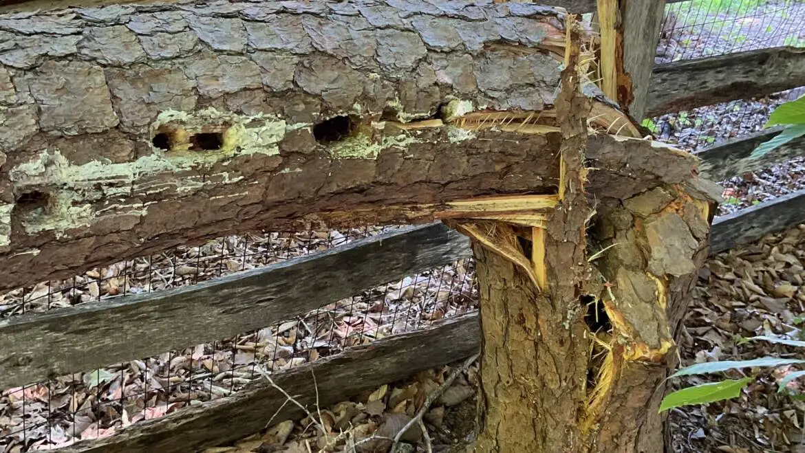 Tree Decay: Signs, Prevention & Treatment Guide
