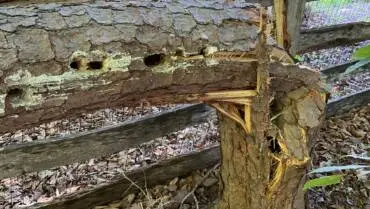 Tree Decay: Signs, Prevention & Treatment Guide
