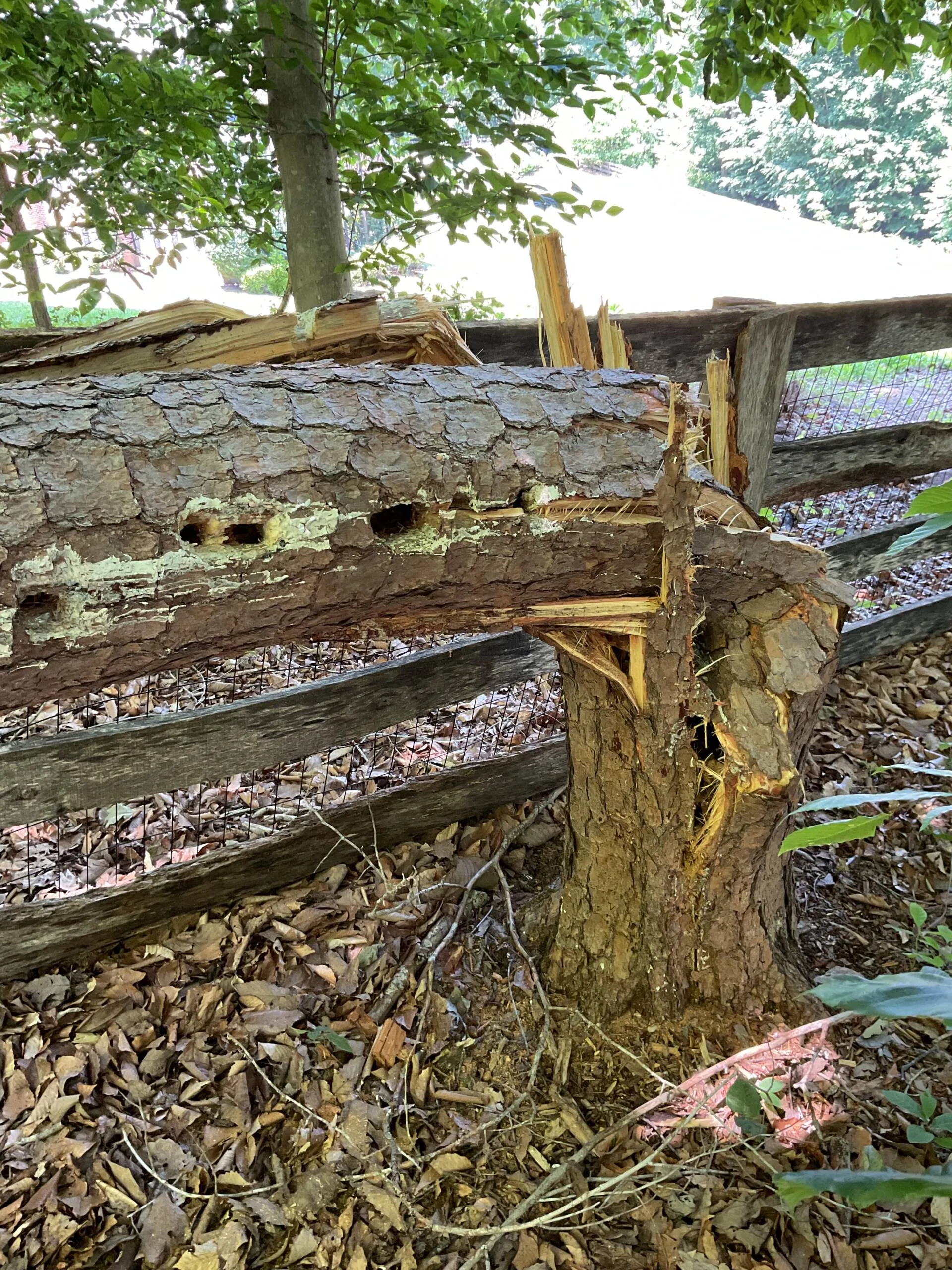 Tree Decay: Signs, Prevention & Treatment Guide
