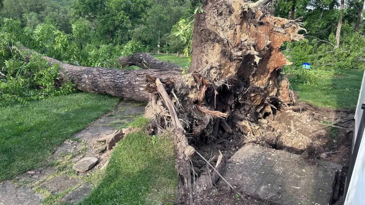 Fallen Tree on Your Property? Here’s What to Do!