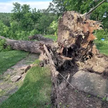 Fallen Tree on Your Property? Here’s What to Do!
