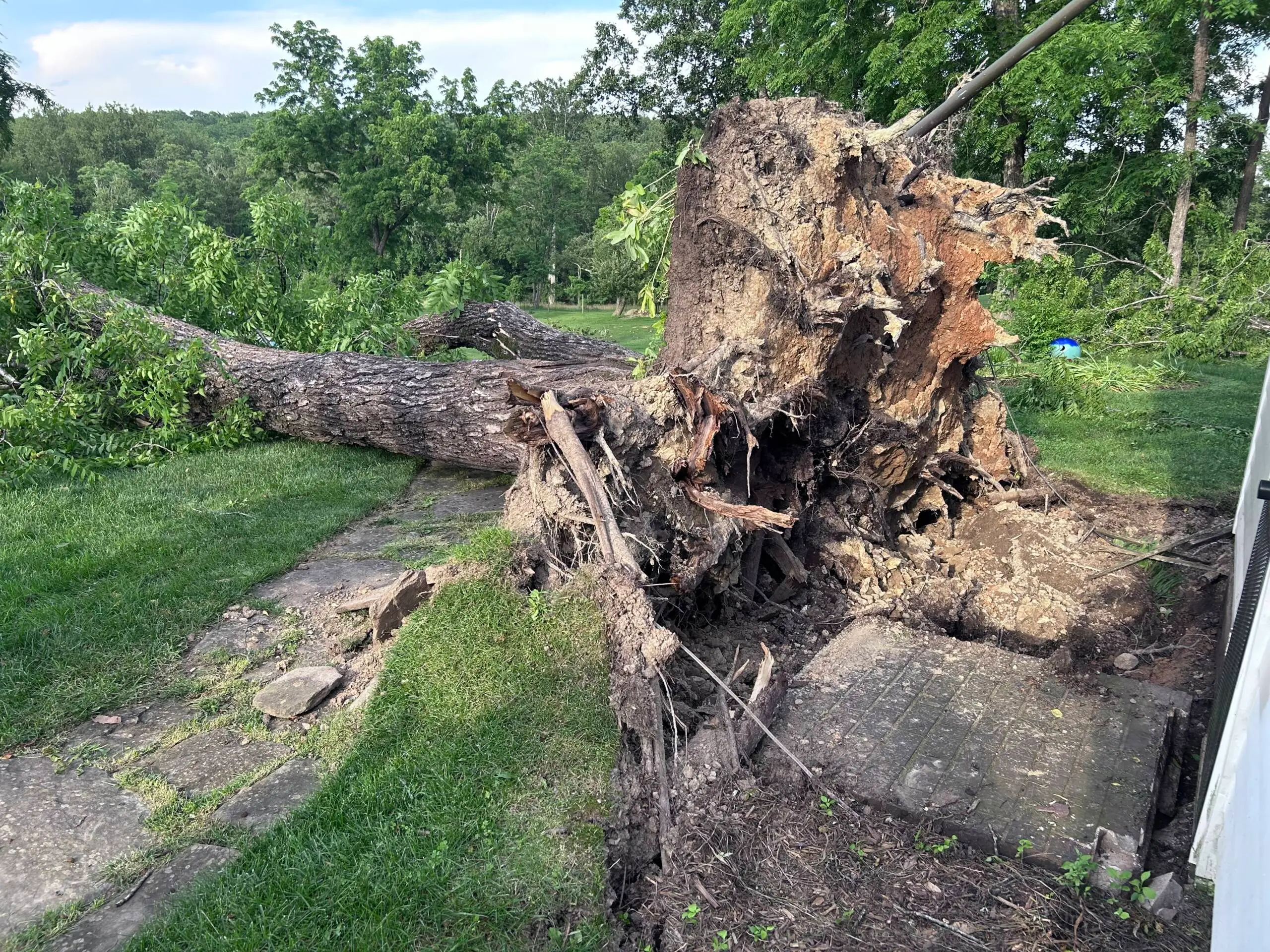 Fallen Tree on Your Property? Here’s What to Do!