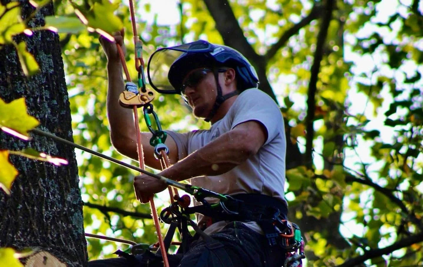 Tree Pruning