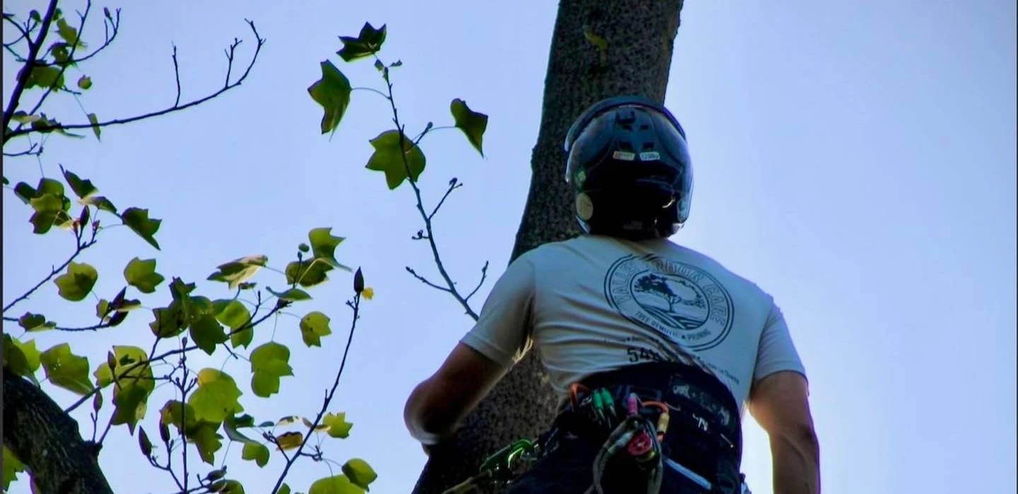 Tree Removal
