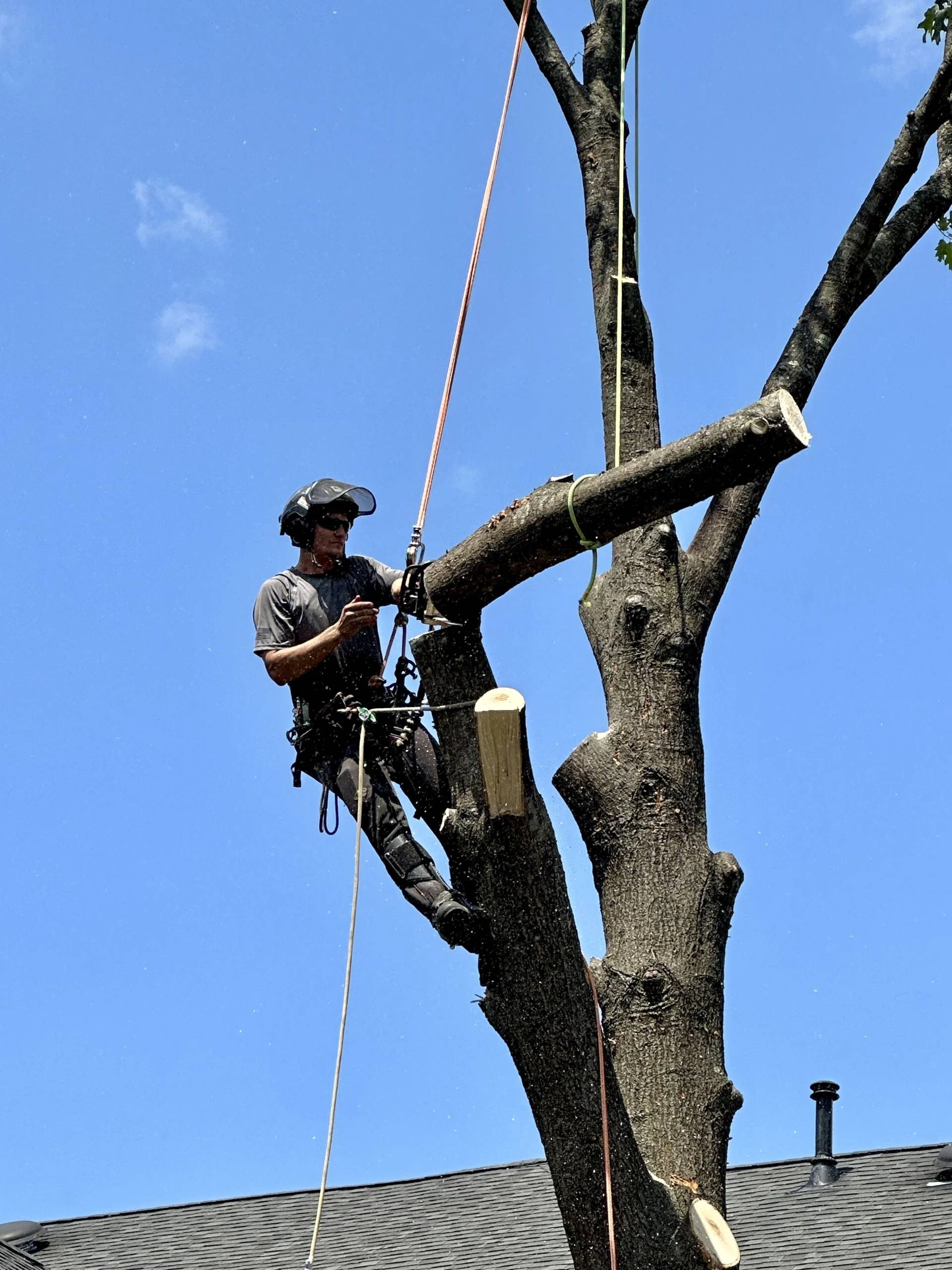 Tree Felling Services