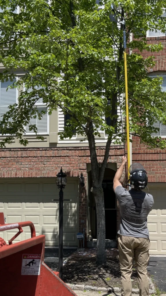Professional Tree Pruning