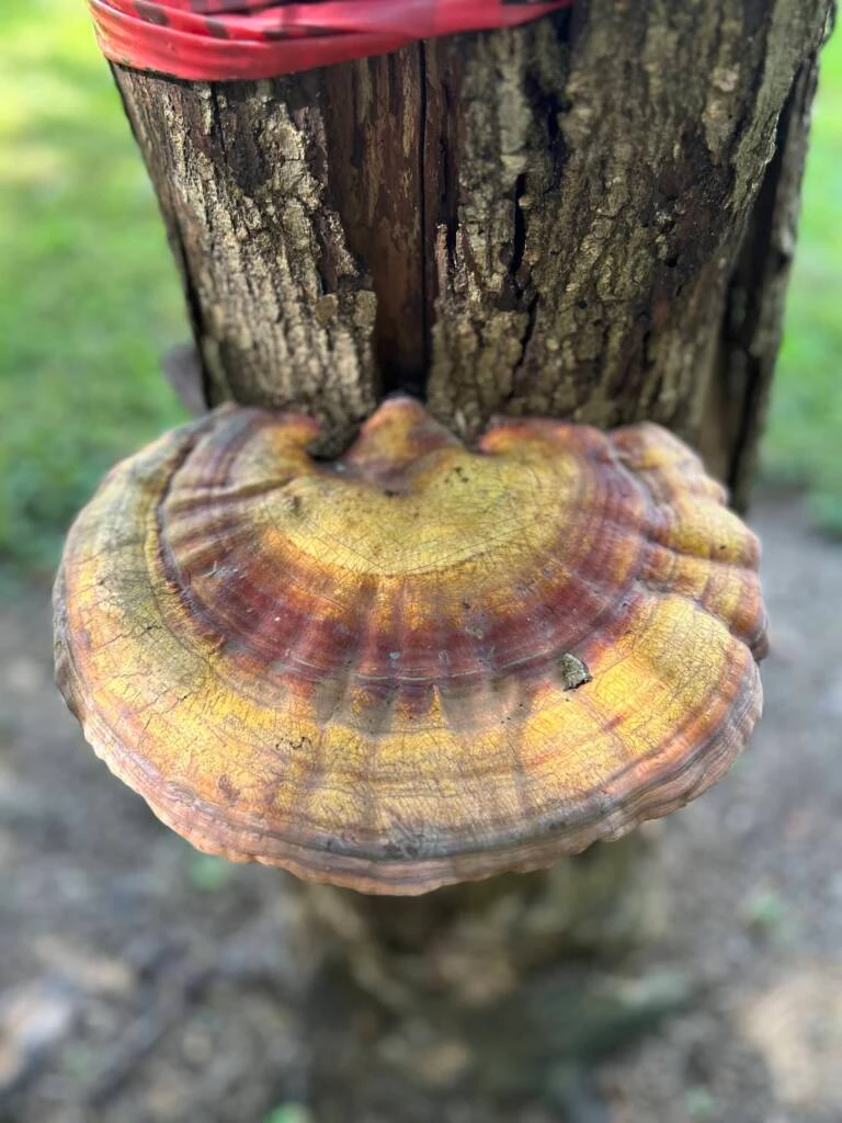 Types of Tree Diseases